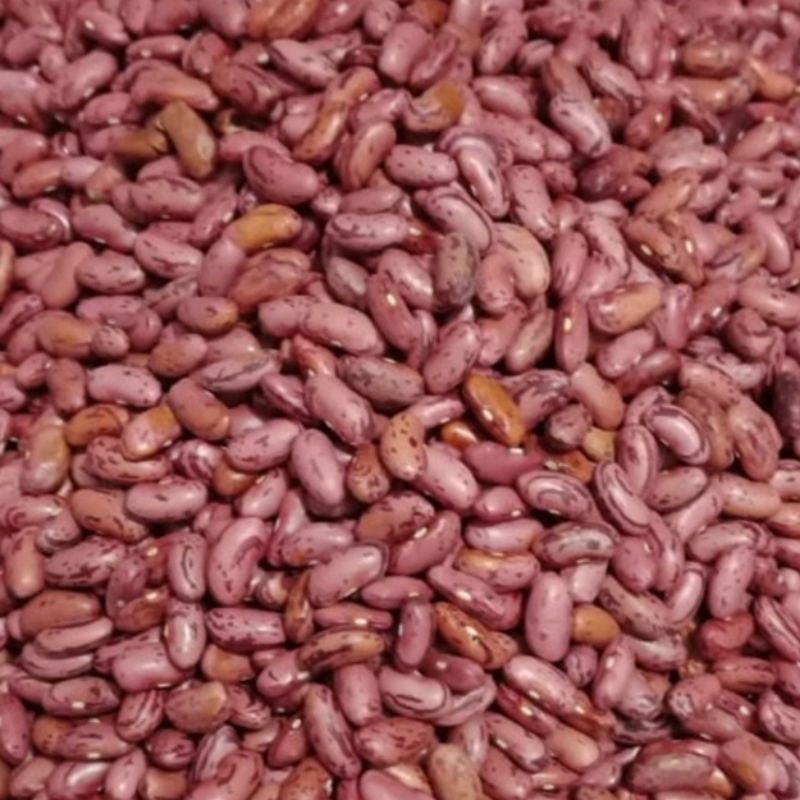 

kacang merah