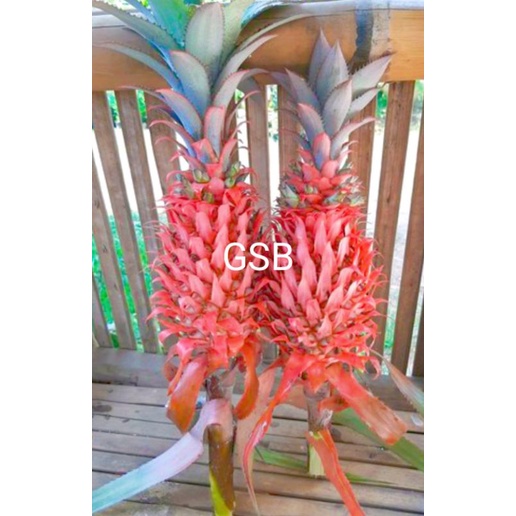 

Nanas muda nanas merah fresh 1 kg