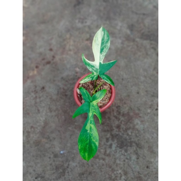 philodendron Florida Beauty