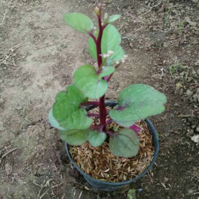 Pohon binahong merah - binahong ungu