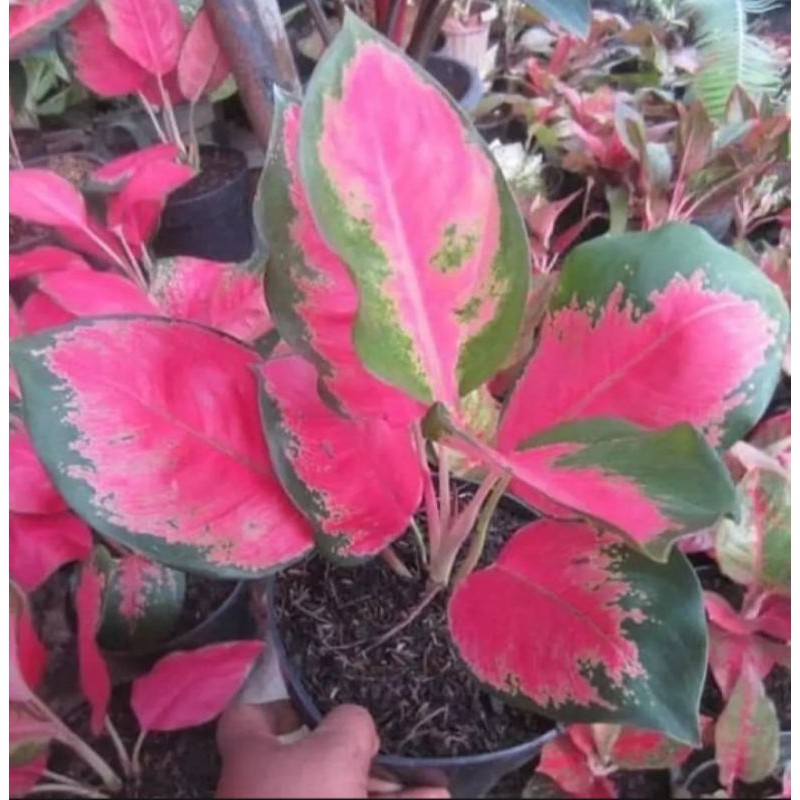 tanaman hias aglonema  kocin -  aglonema kocin