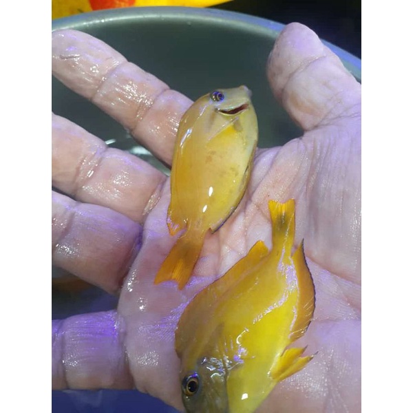 Jual Ikan Laut Botana Kuning | Shopee Indonesia