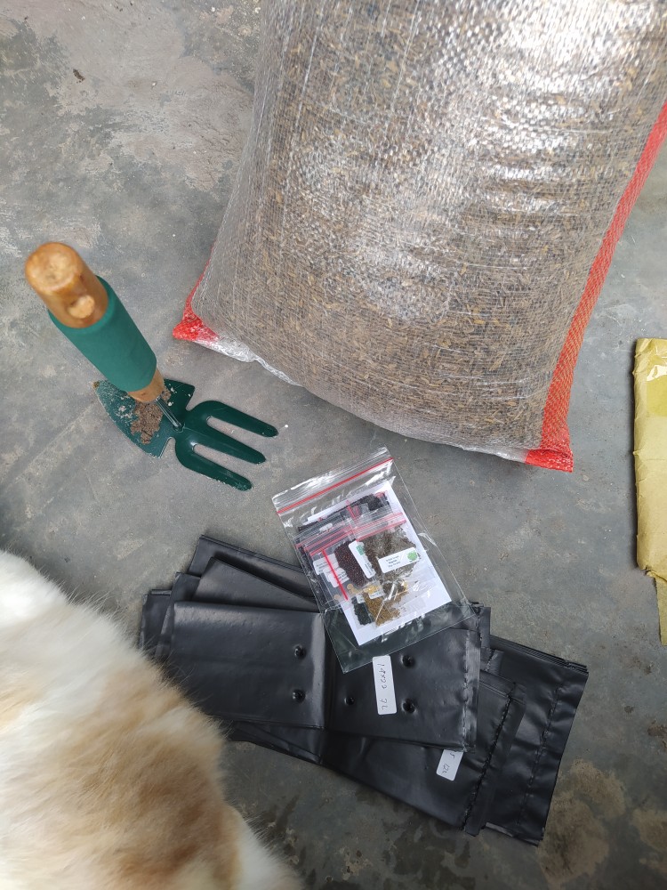 5 Biji - Benih Paprika Merah Red Star F1, Bibit Paprika F1 Cocok Disemua Dataran