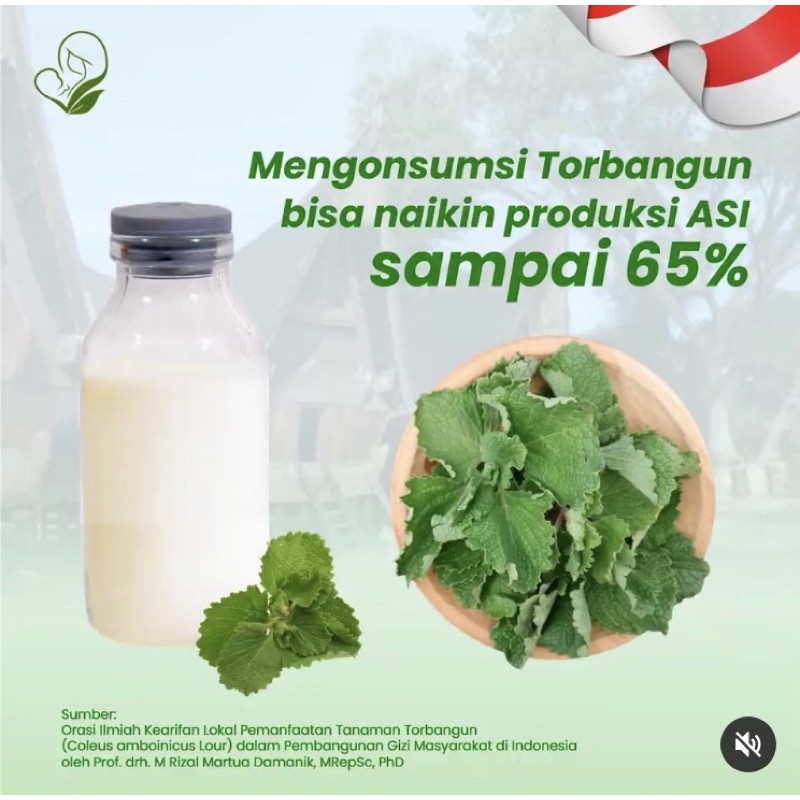 Torbangun Teh Tortea Daun Bangun-bangun