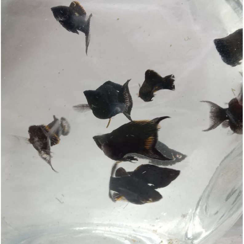 Ikan Hias Air Tawar Black Molly Balon ekor cagak Aquarium Aquascape