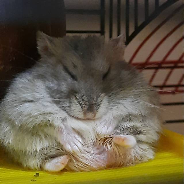 Hamster Shopee Indonesia