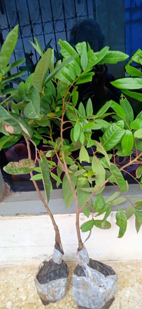 Bibit Leci Merah Asli