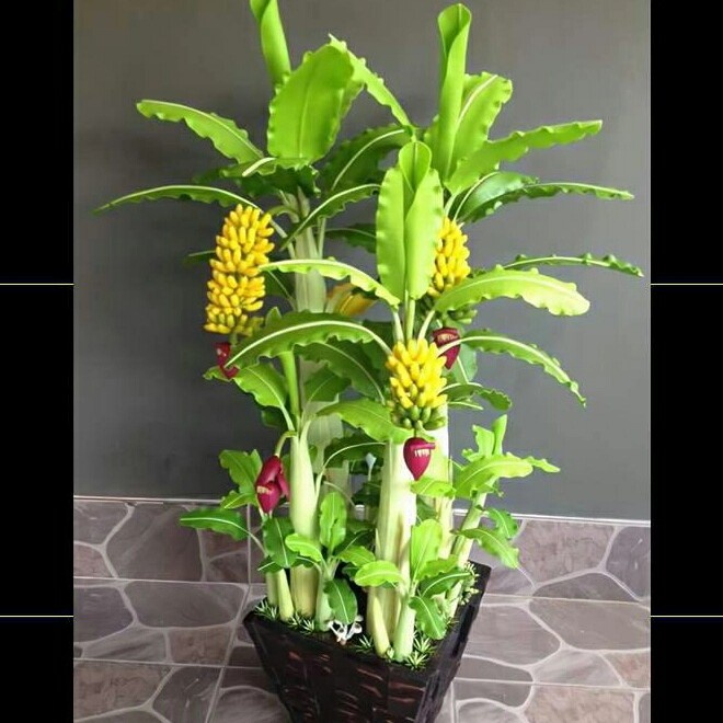 NEW BIBIT TANAMAN BUAH PISANG MINI BONSAI HASIL OKULASI CEPAT BERBUAH ORI