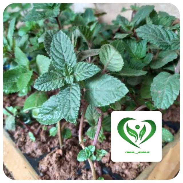 Bibit tanaman cincau hitam pohon cincau