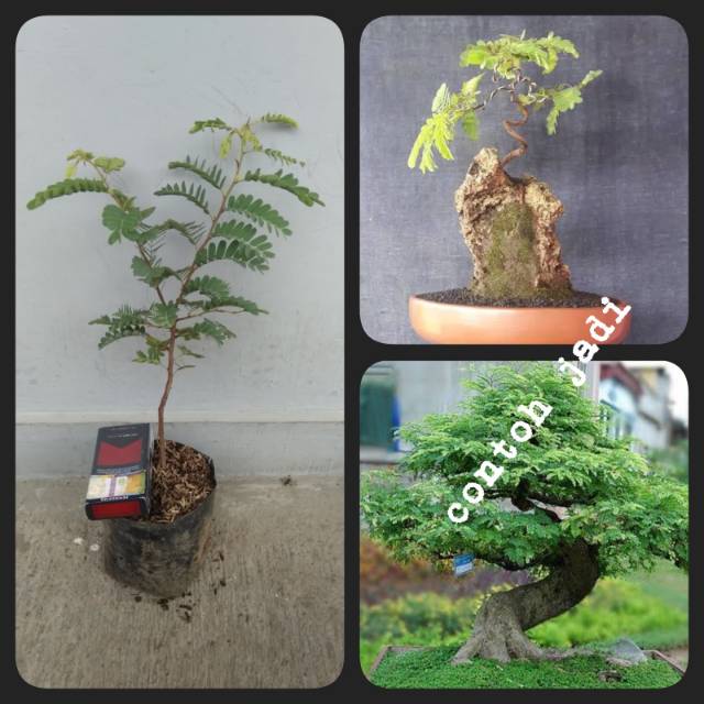 Bonsai Asem Jawa Dongkelan Simpel Cahunit Com