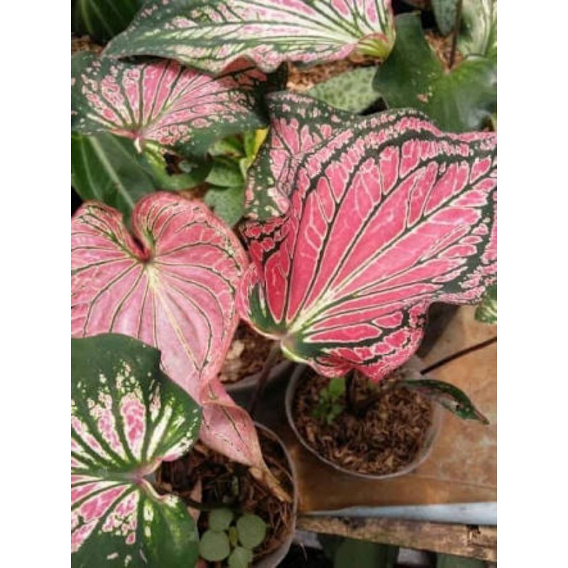 Tanaman Hias Keladi Wayang/ Caladium Wayang/ Keladi Wayang Batik