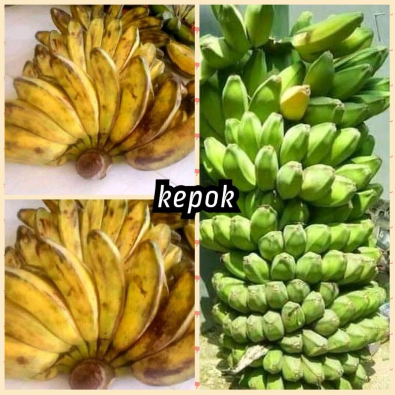 bibit pisang kepok super