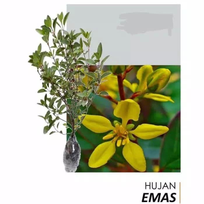 tanaman hias hujan emas - pohon hujan emas