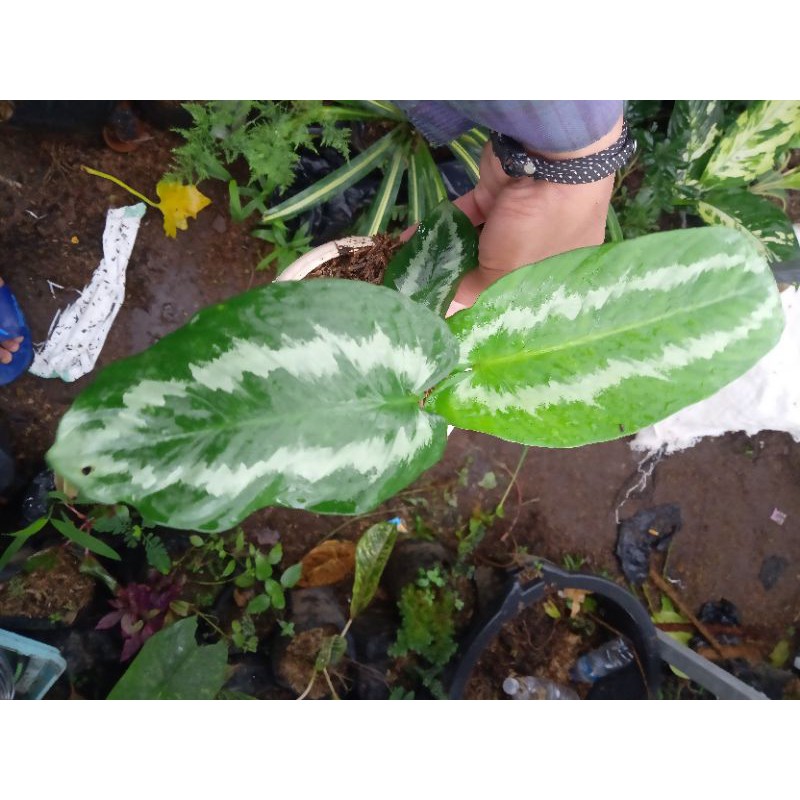 schismatoglottis walicci