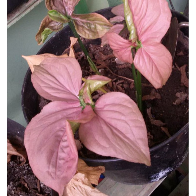 syngonium pink perfection original