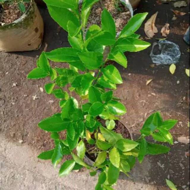 Tanaman bibit jeruk lemon california | Shopee Indonesia