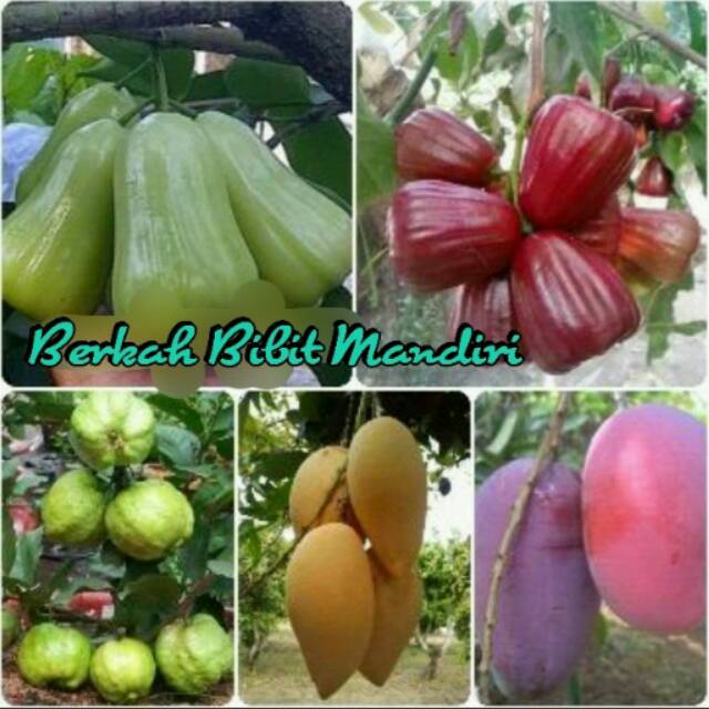 Jual Paket 5 Batang Bibit Jambu Air Madu Deli Hijau & Merah, Jambu
