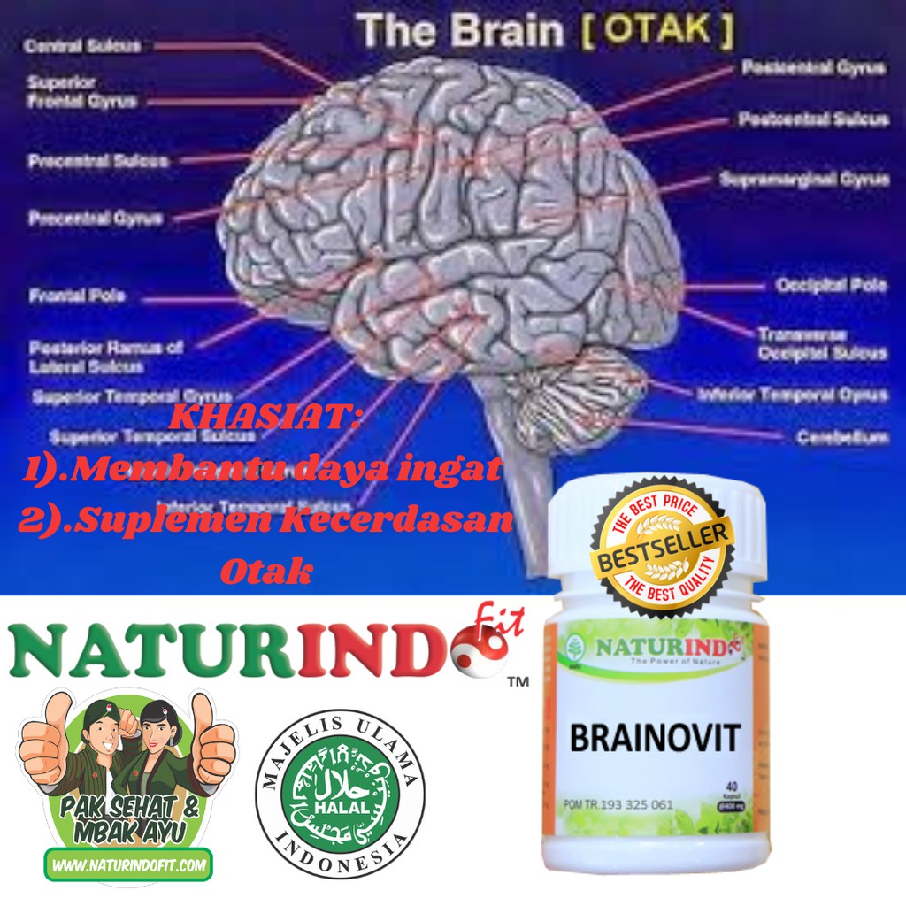 OBAT HERBAL SPESIAL NUTRISI OTAK DAN KECERDASAN OTAK BRAINOVIT