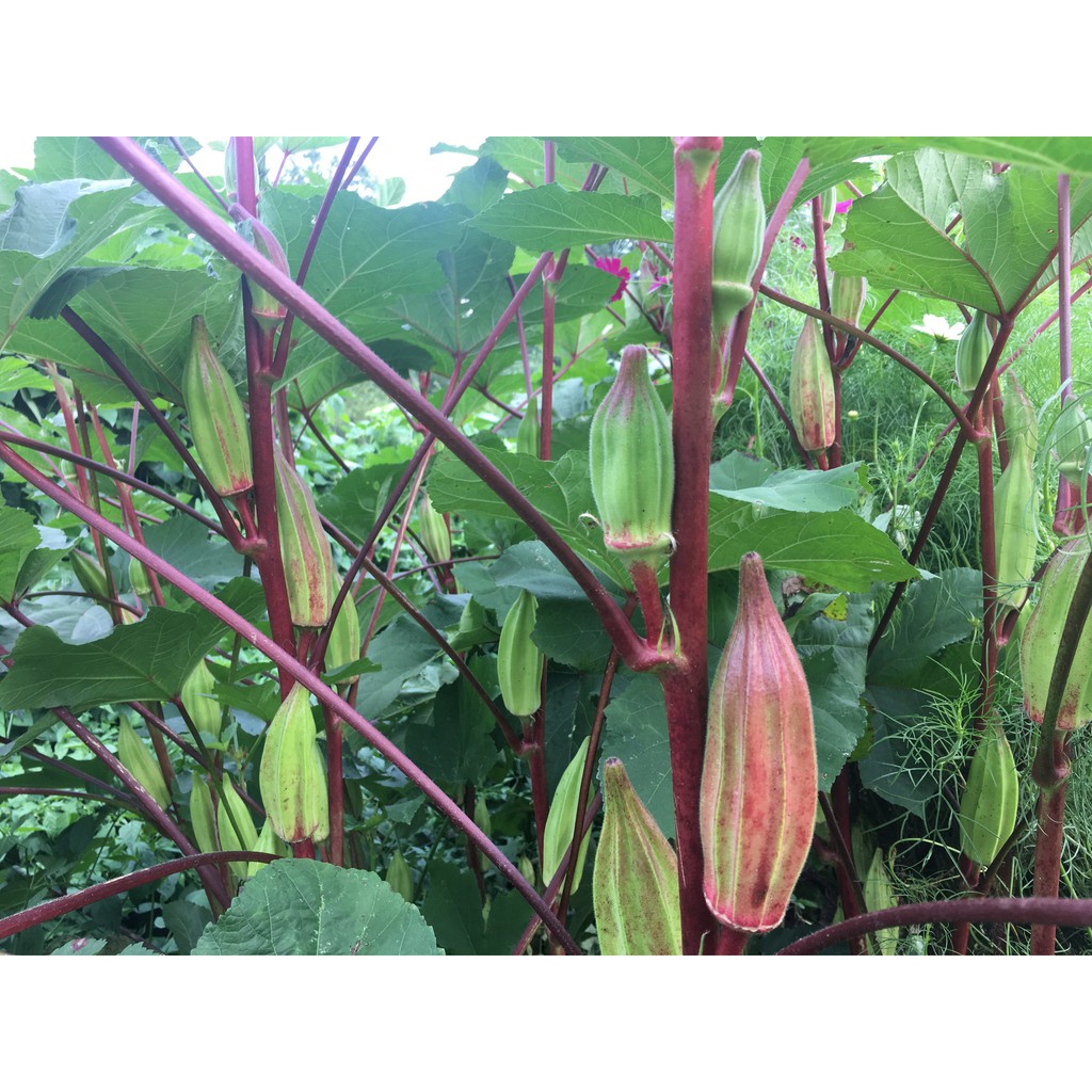 Benih-Bibit Okra Merah Hill Country (Haira Seed)