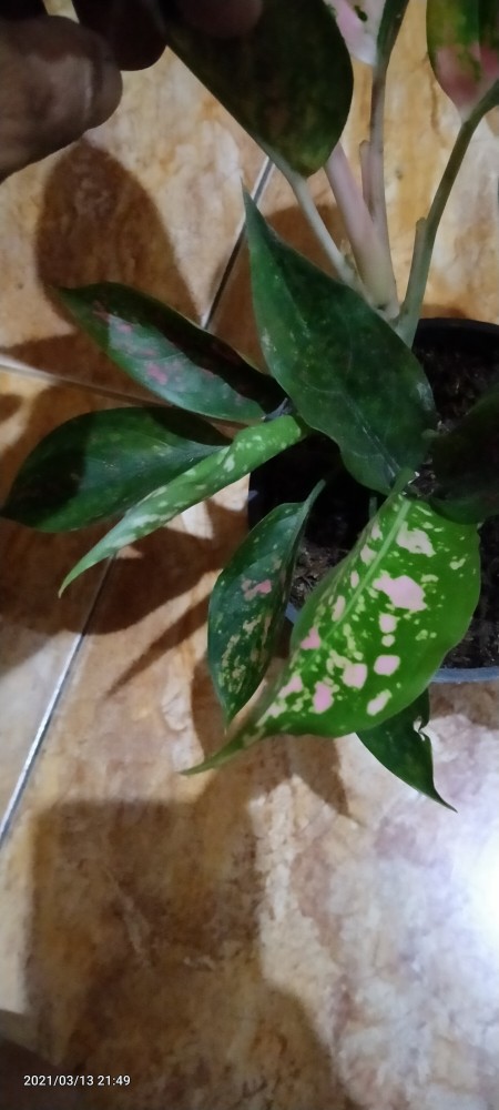 Aglaonema Kocin Paramruai Lokal