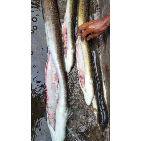 

ikan sidat frozen dan asap