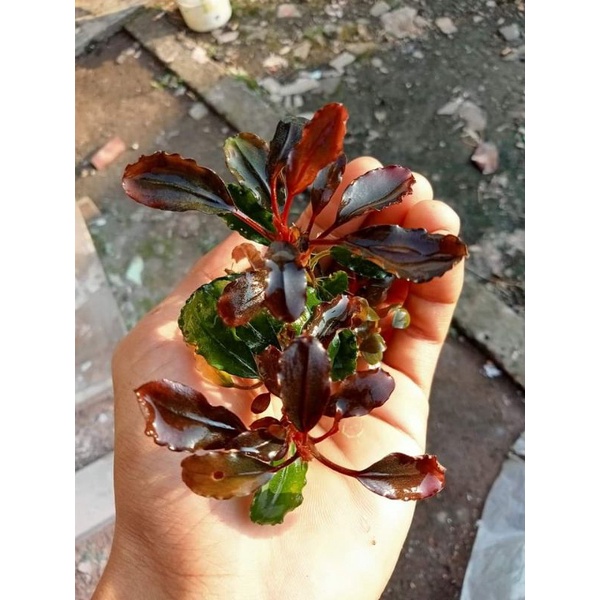 Jual Bucephalandra Brownie Neo Sp Pcs Spesial Produk Shopee Indonesia