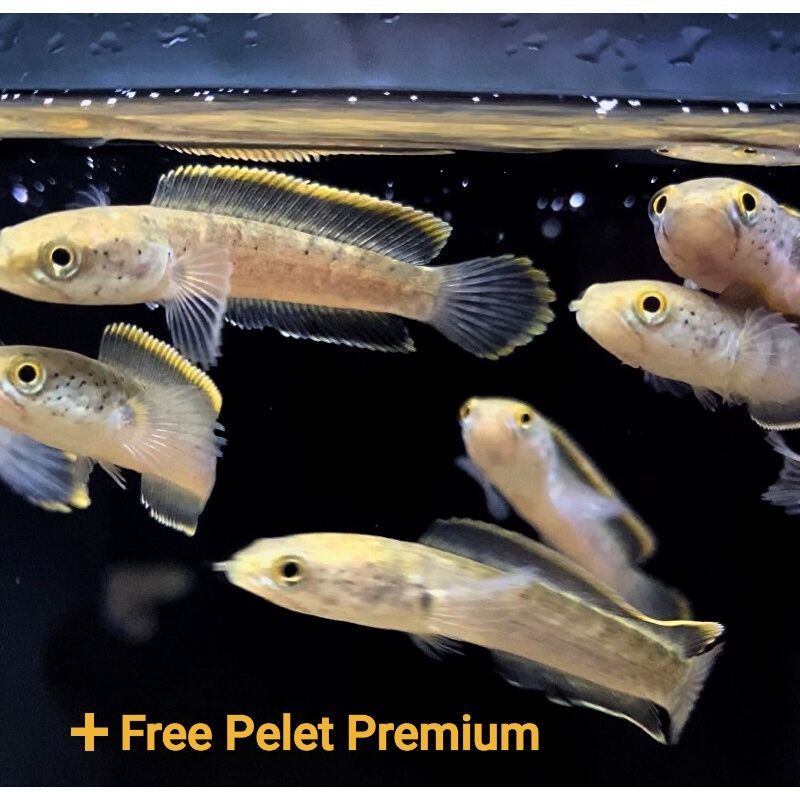 Limbata CB High Fin Rim Tebal Single Tank Size 8/10cm Free Pelet Premium