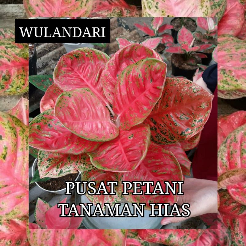 Bibit aglonema bonggol Wulandari