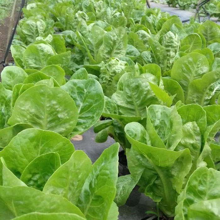 Bibit benih lettuce mini / romaine selada romaine