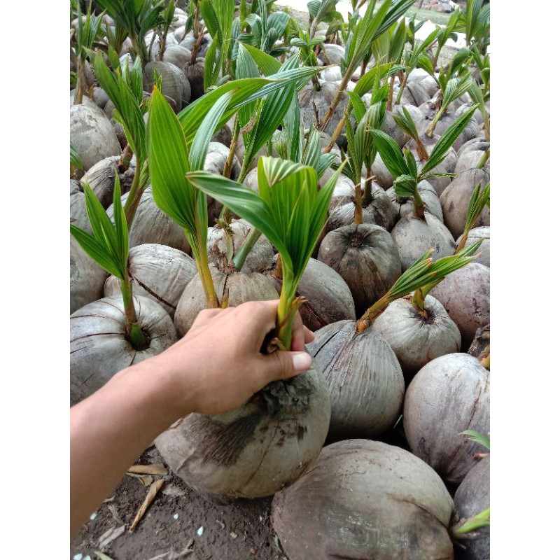 bibit kelapa bahan bonsai -bibit buah-tanaman-pohon-tanaman buah