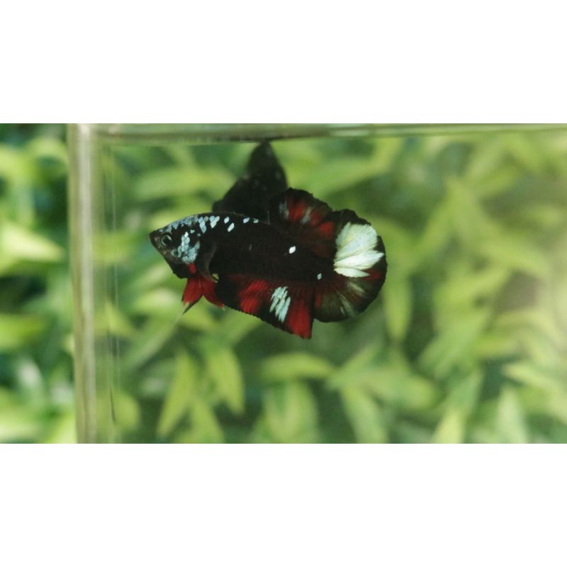 Ikan cupang Avatar Black Star Galaxy