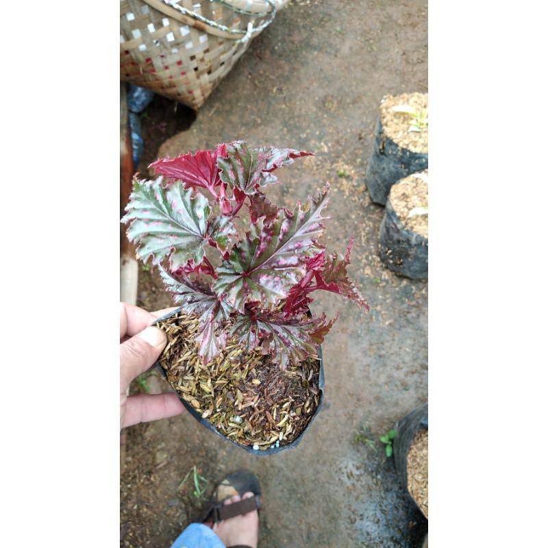 tanaman hias begonia.rex.benih