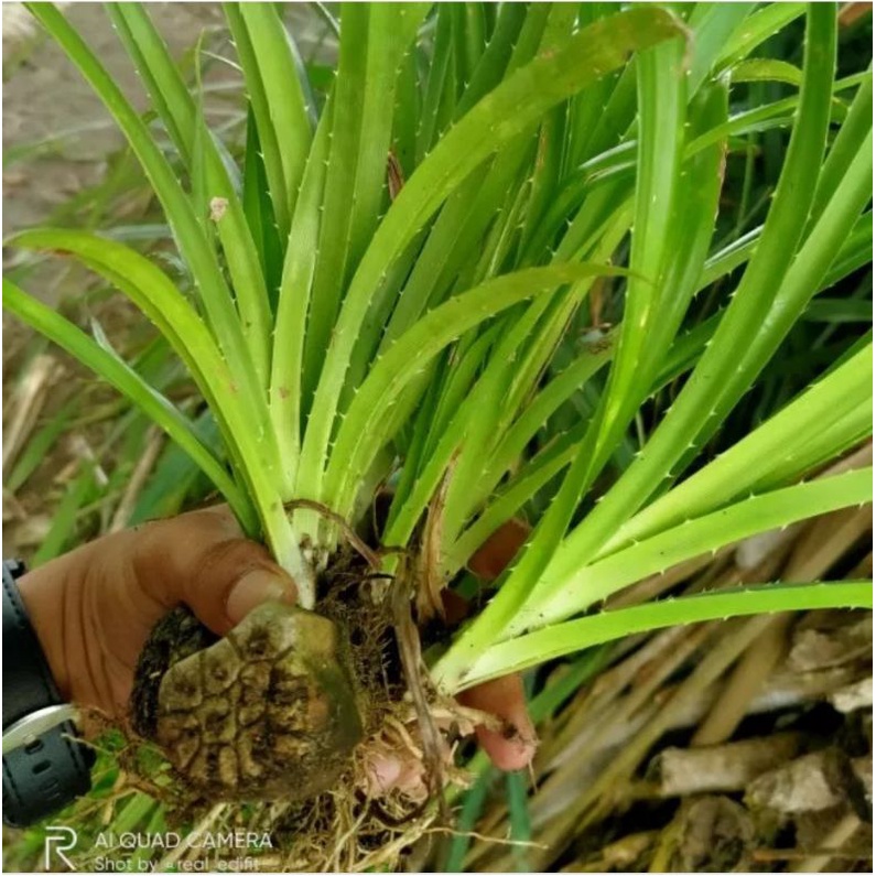 

Bibit pandan duri/pandan laut/ pandan tikar tinggi 30 cm