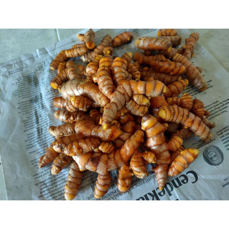 

kunyit segar, kunyit kunir segar panen, kunir jamu murah, kunyit bumbu masakan