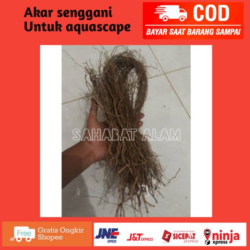 Akar senggani bahan lilitan bonsai aquascape