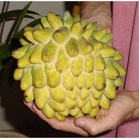 Bibit Tanaman Buah Srikaya Biriba