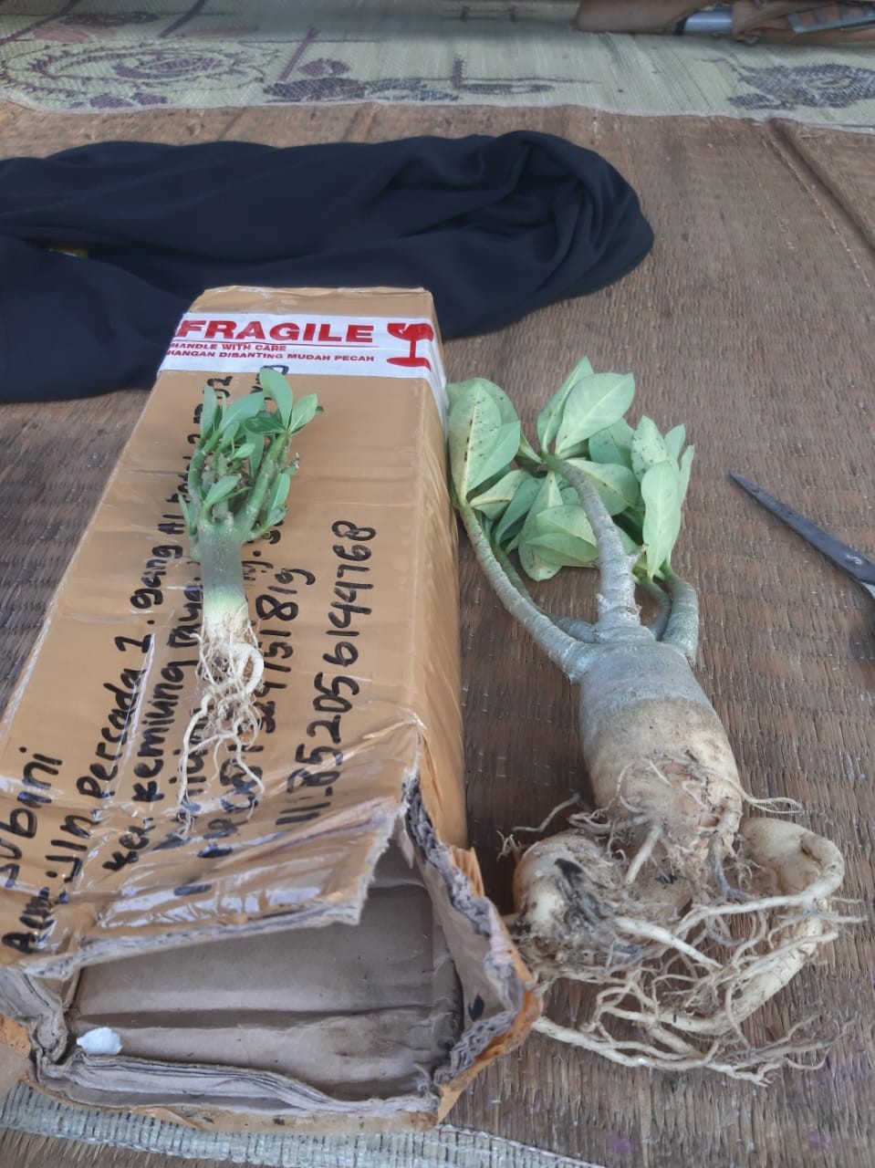 Adenium Thai Socco