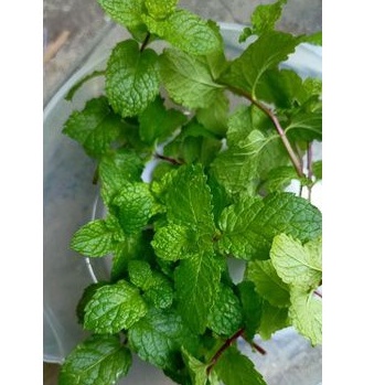 

Daun mint organik