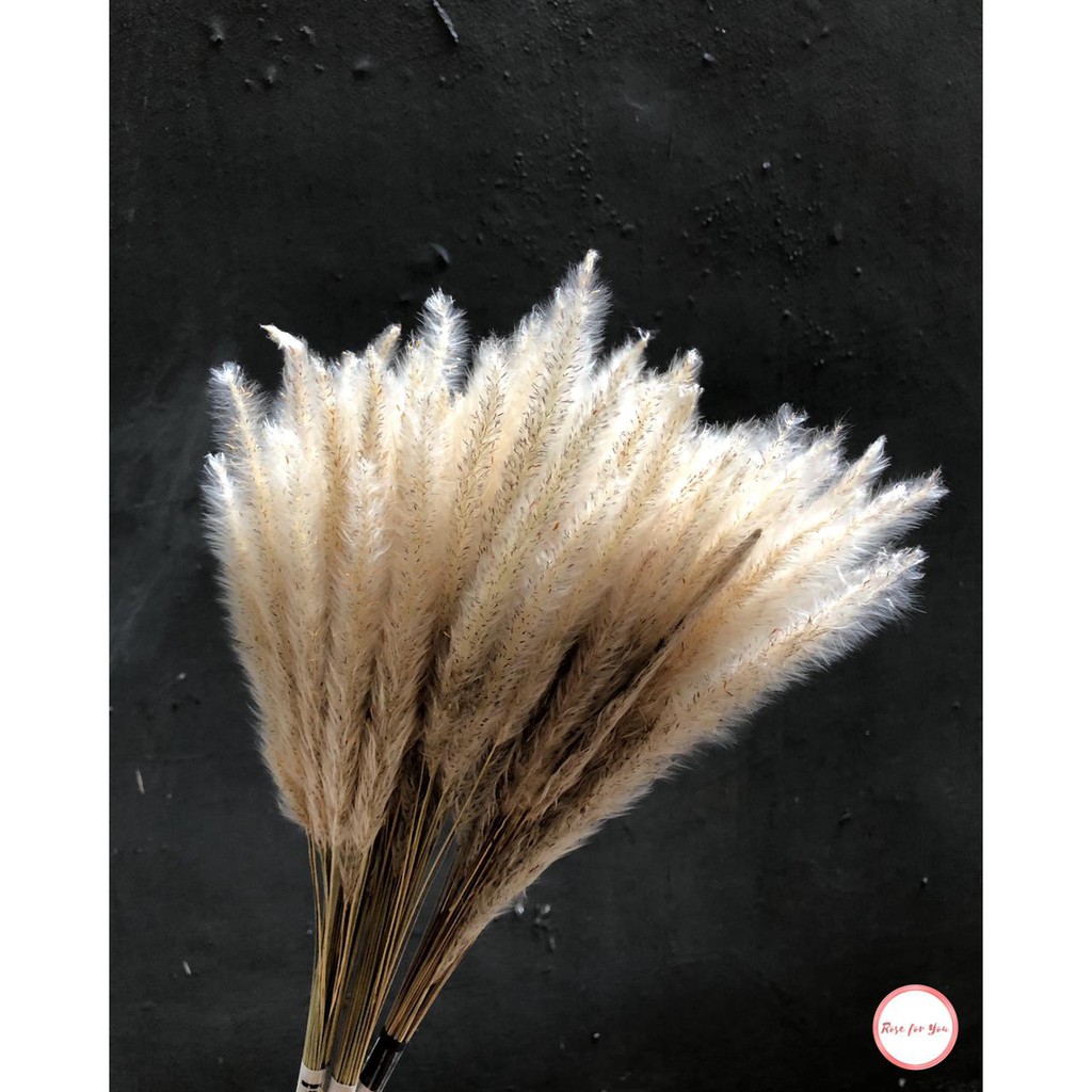Ilalang Putih Natural  / Ilalang  Warna / Alang-alang Kering Natural & Warna / Ilalang Lokal / Natur