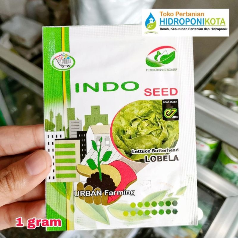 benih selada lobela 1 gram - selada butterhead lobela - butterhead lettuce - benih indoseed