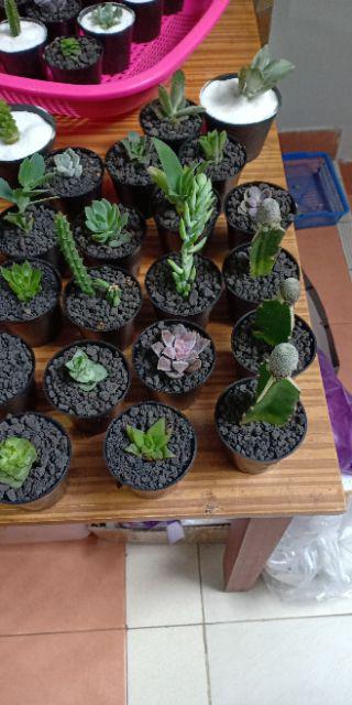 Kaktus Sukulen Paket 50 Pohon Bonus 50 Pot