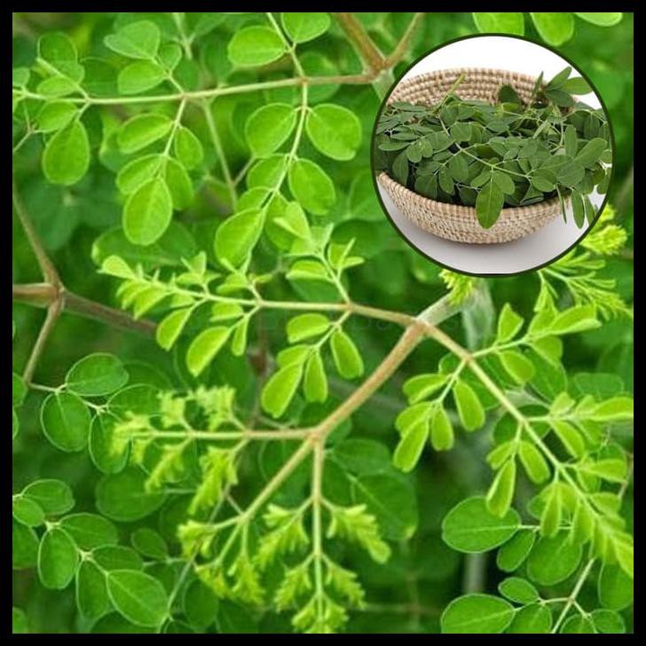

Silahkan Order Daun Kelor Segar - Moringa Oeifera 100Gr