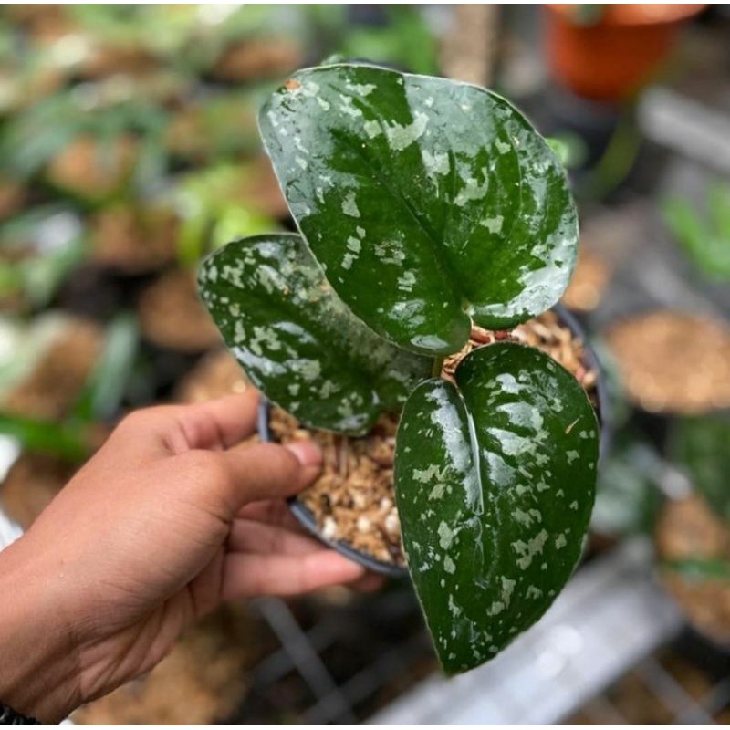 tanaman hias scindapsus pictus agryraeus - scindapsus agrireus