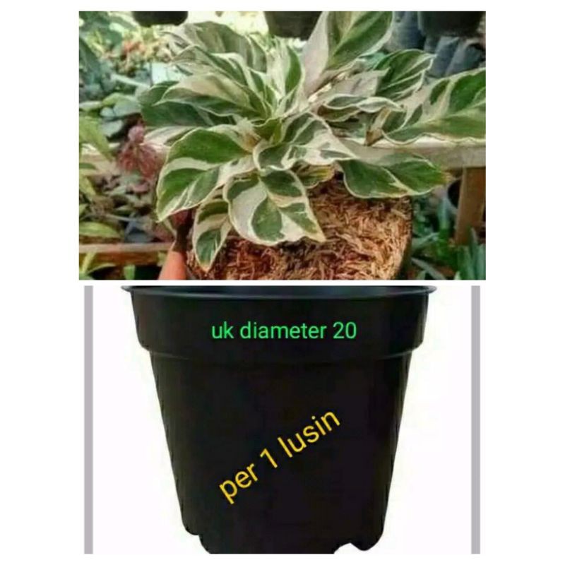 pohon hias calatea tisu dan pot warna hitam ukuran 20cm