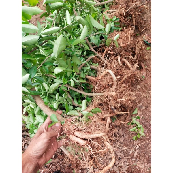 BAHAN BONSAI CERI SIANCI MANIS