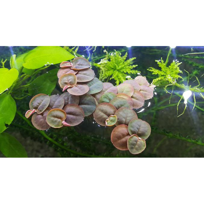 

GRATIS ! Phyllanthus Fluitans