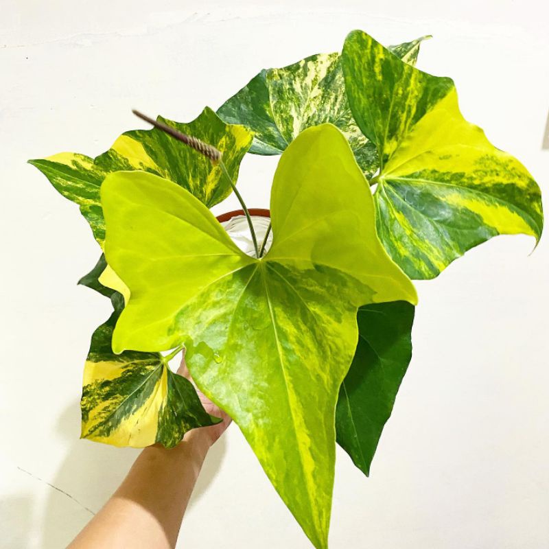 Anthurium Pteroductyl Varigata