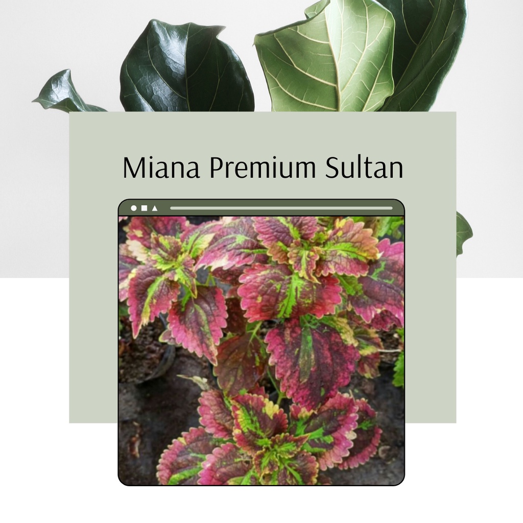 Tanaman Miana Sultan Bunga Miana Premium Sultan Tanaman Miana Premium Sultan