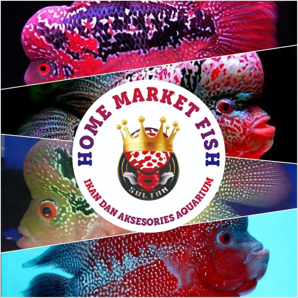 LOUHAN MIC KAMFA V8 #008 REAL VIDEO ikan louhan mic kamfa v8 video nyata louhan kamfa