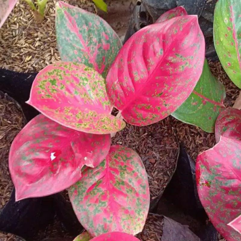 Bibit Bonggolan Aglonema Red Stardust Mutasi